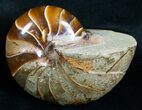 Large Nautilus Fossil - Million Years Old #6410-1